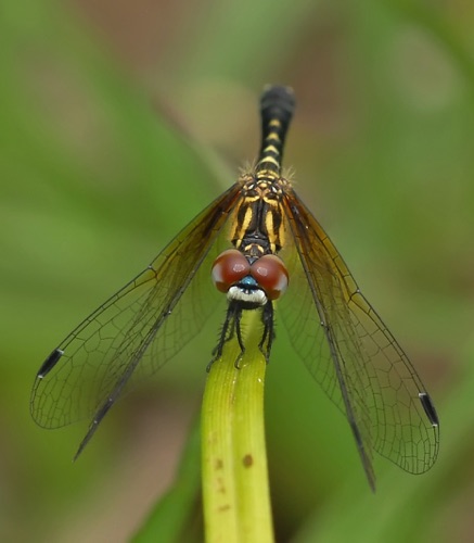 Female
2012_05_04_Chesterfield_SC